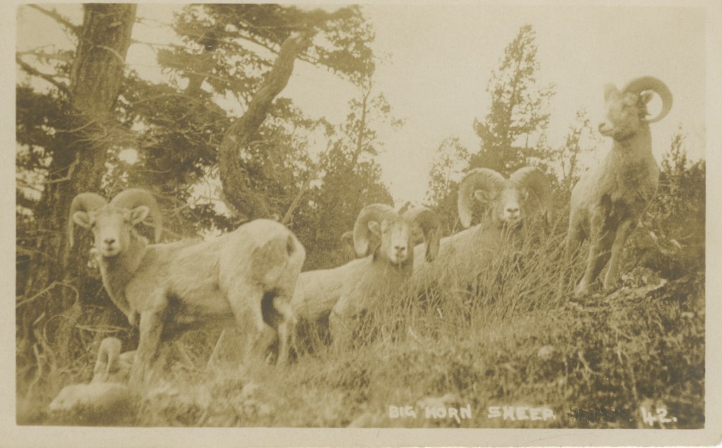 Big Horn Sheep, Banff, Canada